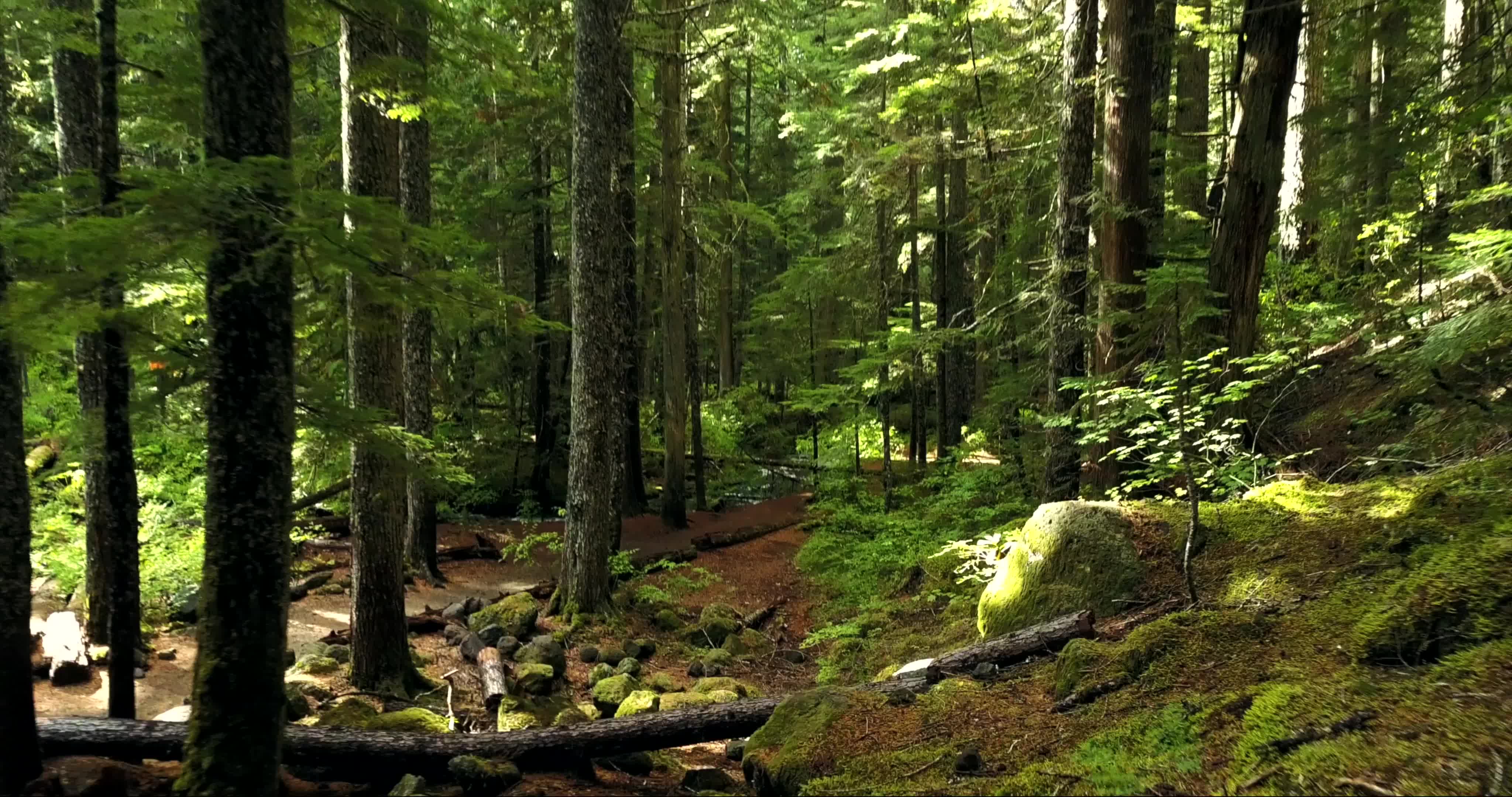 Forest